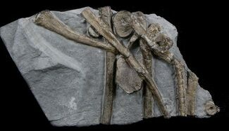 Ichthyosaur Ribs & Vertebra In Matrix - Somerset, England #45227