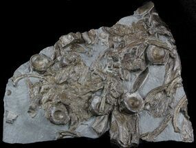 Plate Of Ichthyosaur Bones - Somerset, England #45225