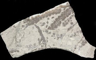 Detailed Silurian Algae (Leveillites) - Estonia #45593