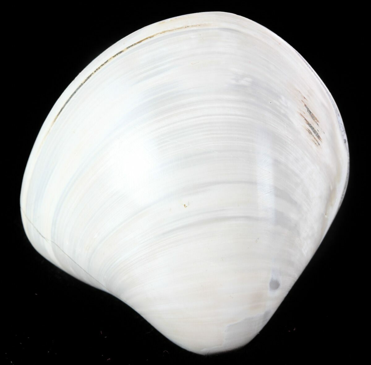 Polished Fossil Astarte Clam Cretaceous For Sale 45799