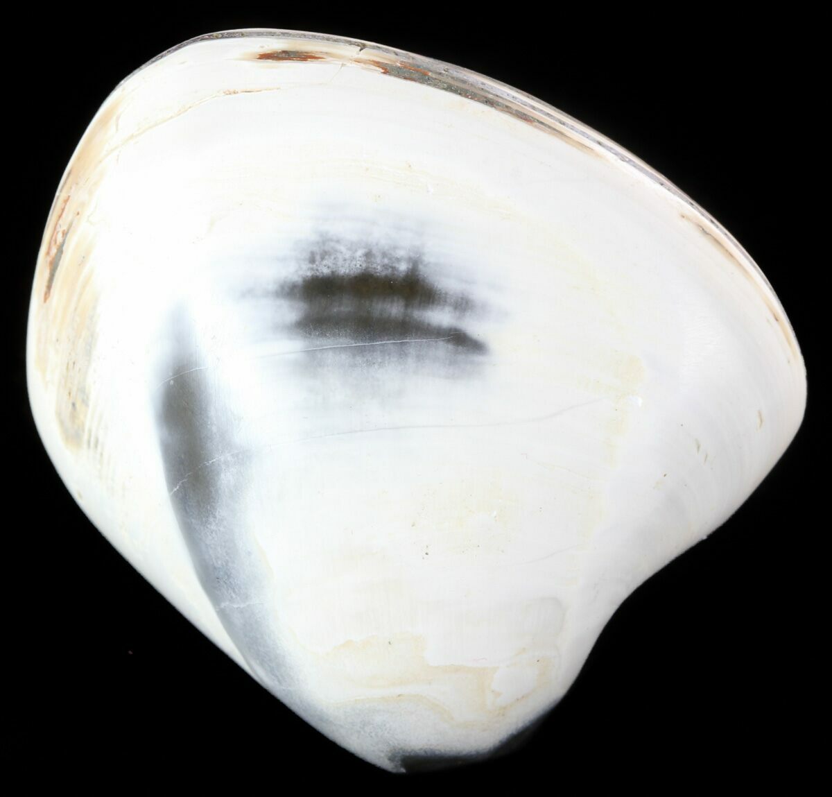 Polished Fossil Astarte Clam Cretaceous 45800 For Sale