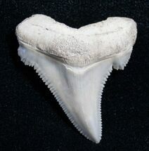 Beautiful Carcharocles Angustidens Tooth #4402