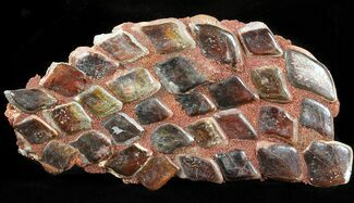 Fossil Gar Fish Scales (Composite) - Kem Kem Beds, Morocco #45972
