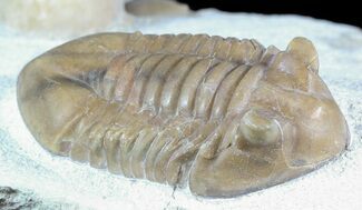 Asaphus Kotlukovi Trilobite With Cystoid #45985