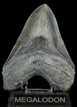 Serrated Megalodon Tooth - South Carolina #46137