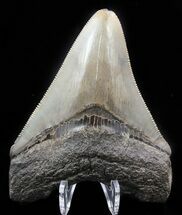 Beautiful, Serrated, Megalodon Tooth - Georgia #46311