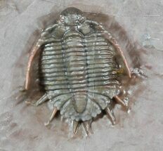 Top Quality Basseiarges Trilobite - Jorf, Morocco #46319