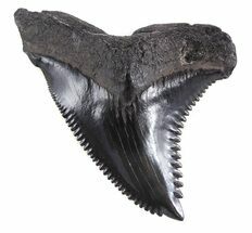 Large, Black, Fossil Hemipristis Tooth - Georgia #46608