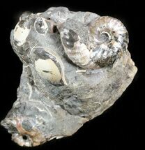 Hoploscaphites Ammonite & Clam Cluster- South Dakota #46882