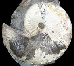 3.2" Hoploscaphites Ammonite - South Dakota - Fossil #46864