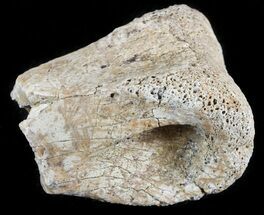 Partial Theropod (Raptor) Toe Bone - North Dakota #46928