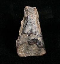 Real Triceratops Tooth - #4456
