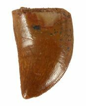 Serrated, Juvenile Carcharodontosaurus Tooth #47005