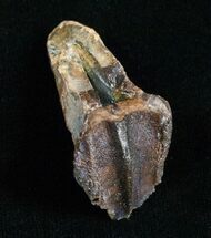 Huge Triceratops Tooth - #4467