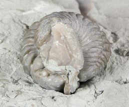 Enrolled Flexicalymene Trilobite - Ohio #47324