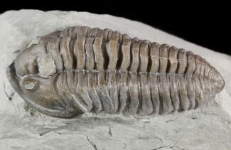 Ohio Trilobites For Sale - FossilEra.com