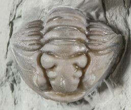 Enrolled Flexicalymene Trilobite In Shale - Ohio #47294