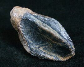 Giant Unworn Triceratops Tooth - #4470