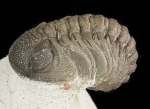 Detailed Morocops Trilobite On Limestone Pedastal #47377