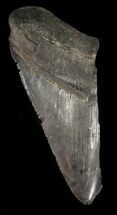 Serrated, Partial, Megalodon Tooth - Georgia #47622