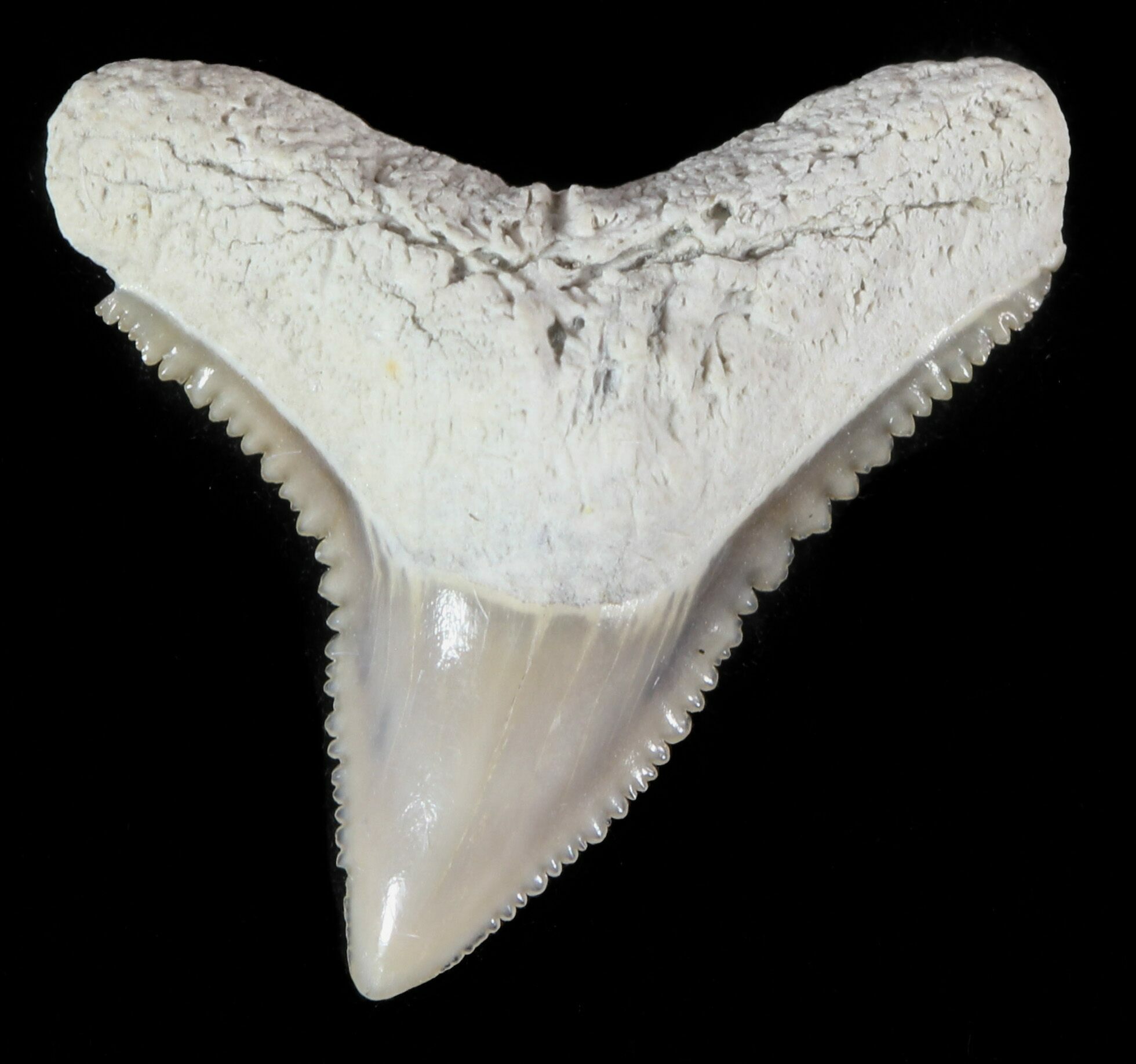 Fossilized Dusky Shark Teeth