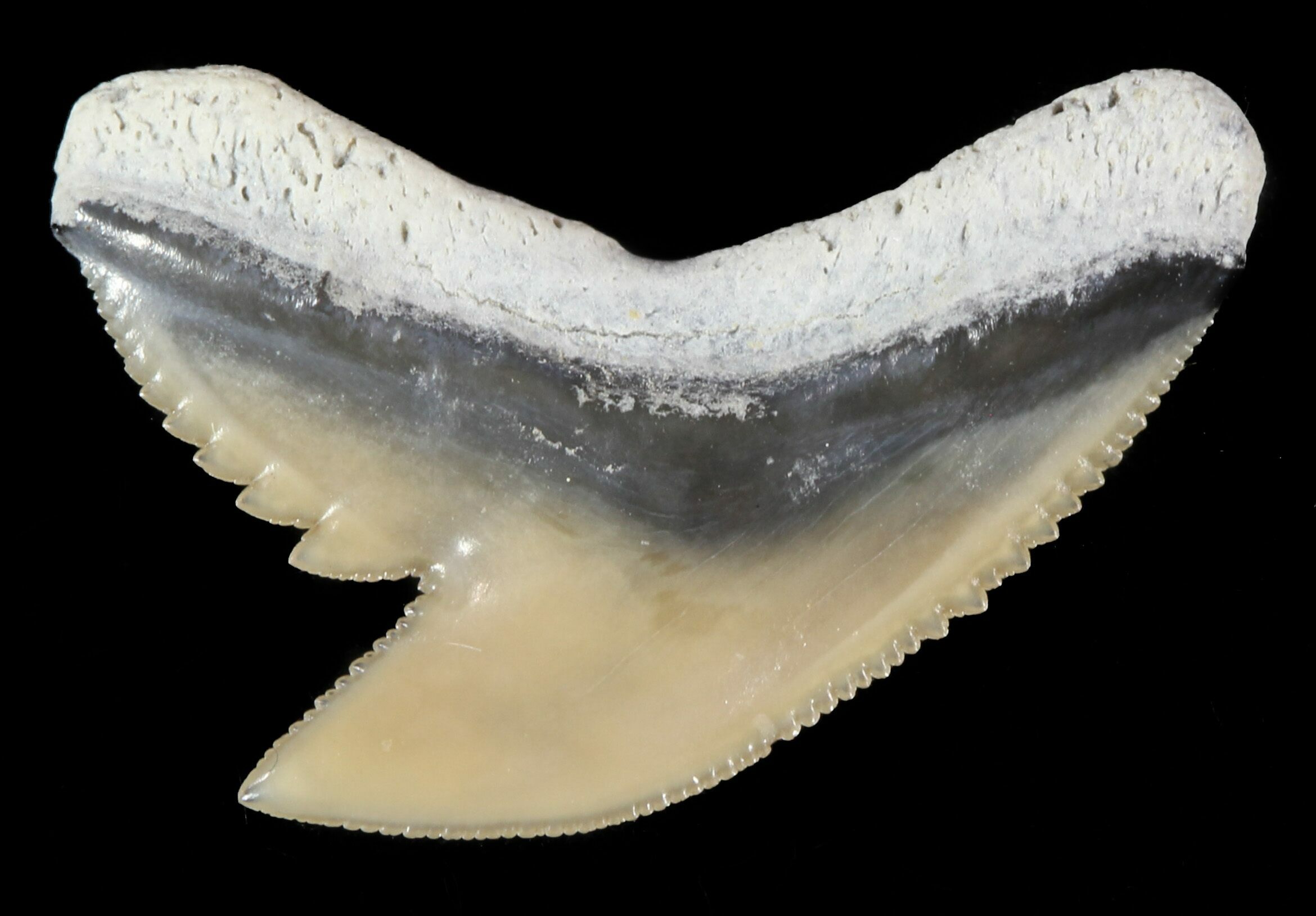 Зубы акулы фото