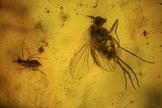 Detailed Swarm Of Fossil Flies (Diptera) In Baltic Amber #48104