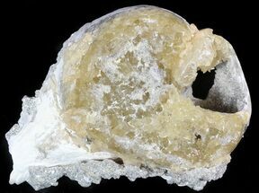 Fossil Whelk with Golden Calcite Crystals #48317