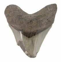 Partial, Serrated Megalodon Tooth - South Carolina #48384