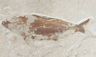 Cretaceous Fossil Fish (Organotegatum) - Lebanon #48527