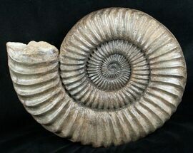 Huge Coroniceras Ammonite - France #4502