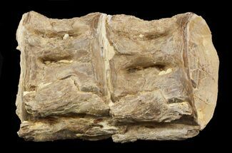 Cretaceous Xiphactinus Vertebra - Kansas #48762