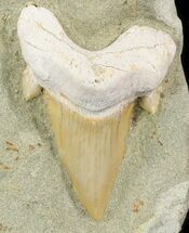 Otodus Shark Tooth Fossil - Mounted On Sandstone #48864