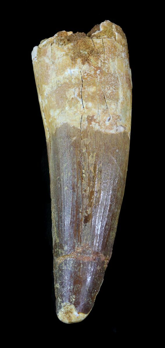 Large, 3.53" Spinosaurus Tooth - Real Dinosaur Tooth For Sale (#49141