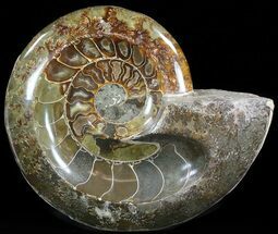 Wide Polished Ammonite Fossil Dish #49779