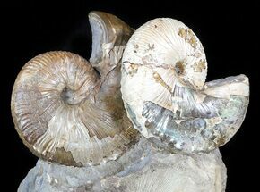 Gorgeous Hoploscaphites Ammonite Cluster - South Dakota #46866
