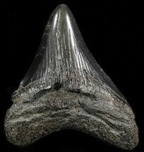 Black, Juvenile Megalodon Tooth - South Carolina #49951