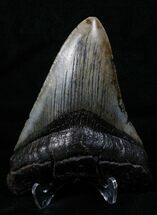 / Inch SC Megalodon Tooth #4592