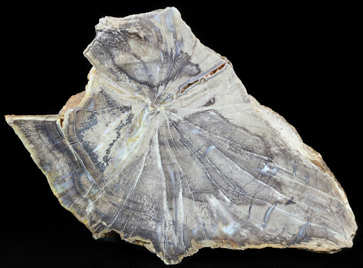 6.5 Devonian Petrified Wood From Oklahoma - Oldest True 