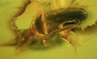 Fossil Beetle (Elateridae) In Baltic Amber #50608