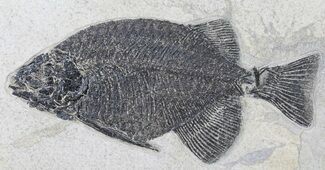 Excellent Phareodus Fossil Fish - Scarce Species #50687