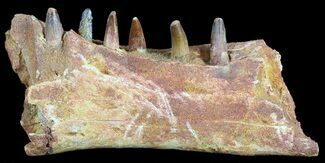 Spinosaurus Jaw Section - Six Composite Teeth #50629