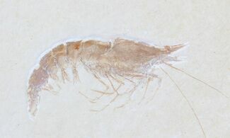 Detailed Fossil Shrimp (Antrimpos) - Solnhofen #50820