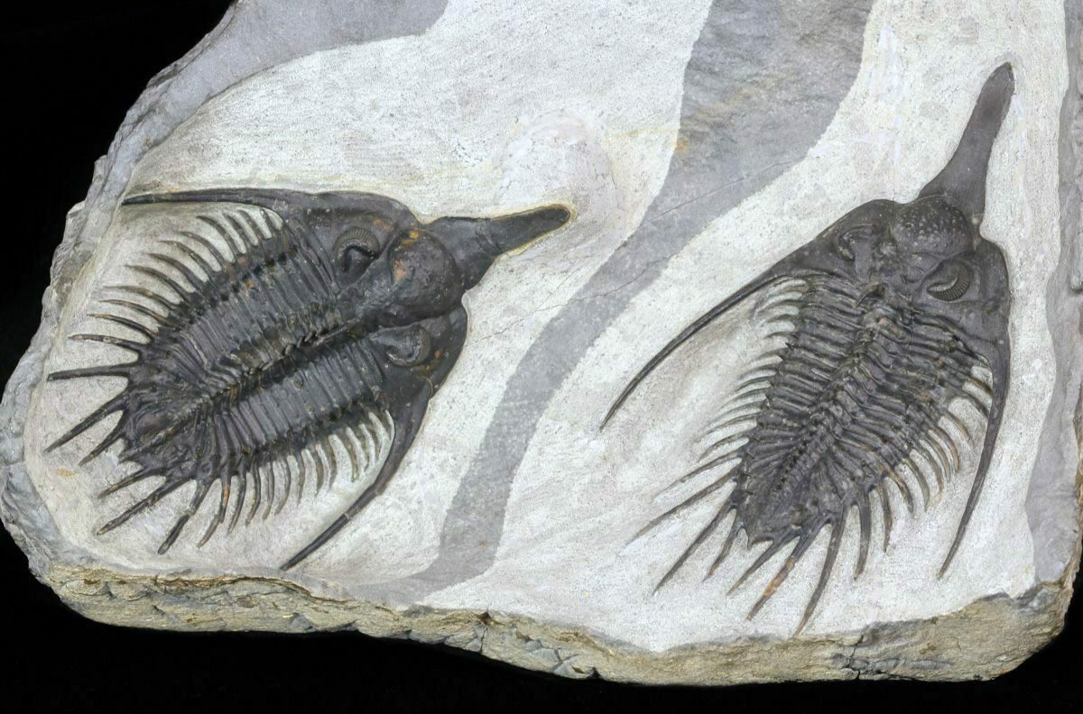 Stunning, Twin Psychopyge Trilobite.