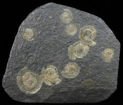 Dactylioceras Ammonite Cluster - Posidonia Shale #50876