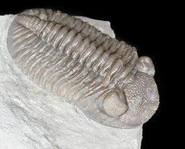 Prone Eldredgeops Trilobite - Ohio #50896