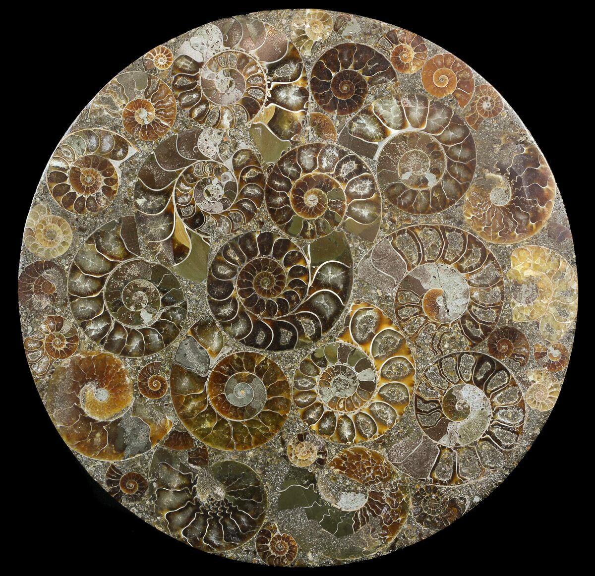 8" Plate Made Of Agatized Ammonite Fossils For Sale (#51047 ...