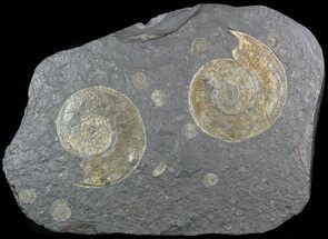 Ammonite Cluster (Harpoceras, Dactylioceras) - Germany #51153
