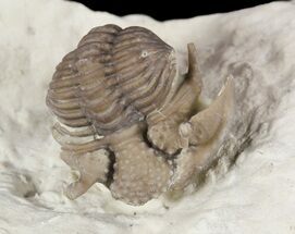 .9" Encrinurus Jini Trilobite - Very Rare - Fossil #51073