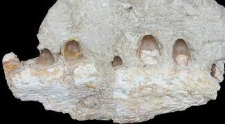Crocodilian (Dyrosaur) Jaw Section - Morocco #51329